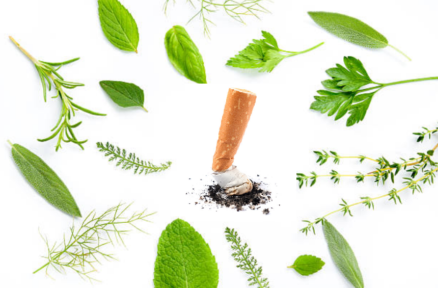 Cai thuốc lá bằng thảo dược có thực sự hiệu quả?